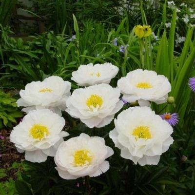 Paeonia lactiflora 'Miss America'